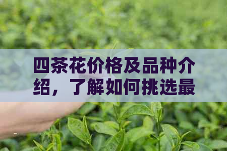 四茶花价格及品种介绍，了解如何挑选最合适的茶花