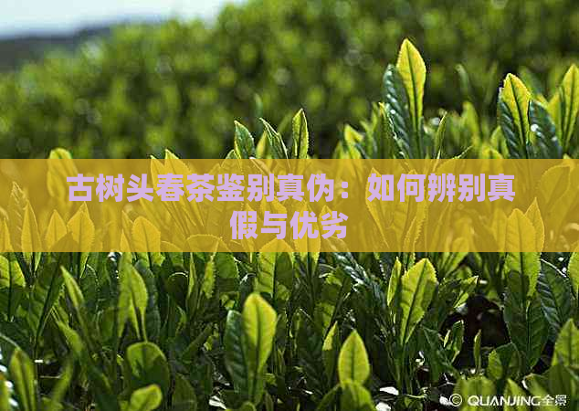 古树头春茶鉴别真伪：如何辨别真假与优劣