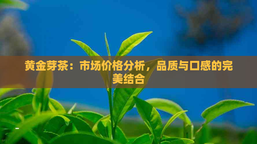 黄金芽茶：市场价格分析，品质与口感的完美结合