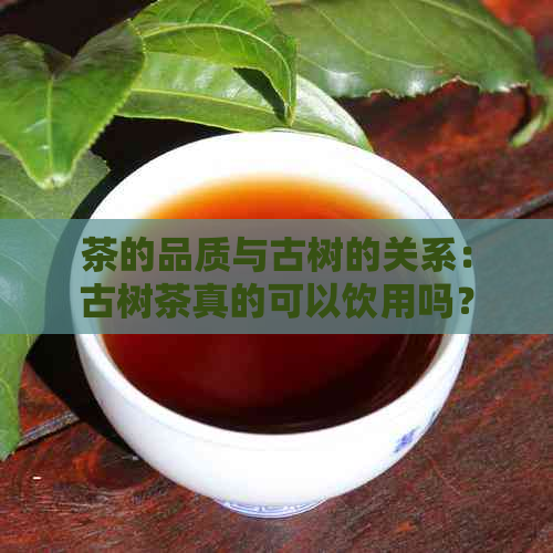 茶的品质与古树的关系：古树茶真的可以饮用吗？