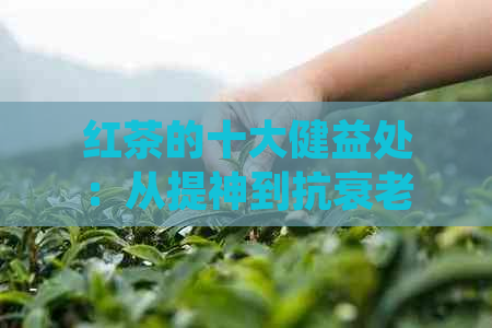 红茶的十大健益处：从提神到抗衰老，你不可不知