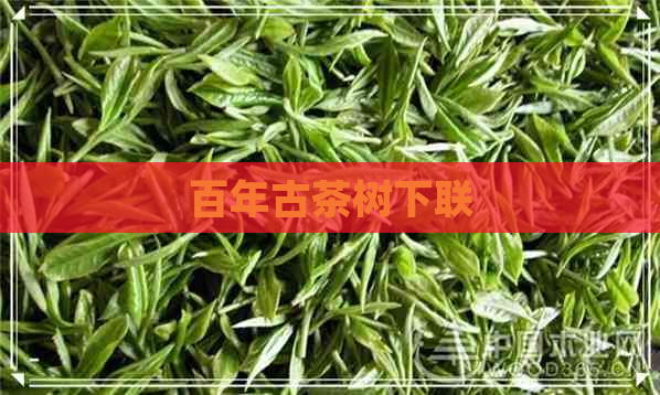 百年古茶树下联