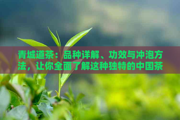 青城道茶：品种详解、功效与冲泡方法，让你全面了解这种独特的中国茶叶