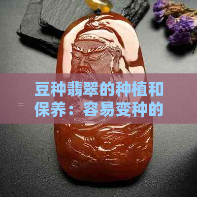 豆种翡翠的种植和保养：容易变种的原因与解决方法