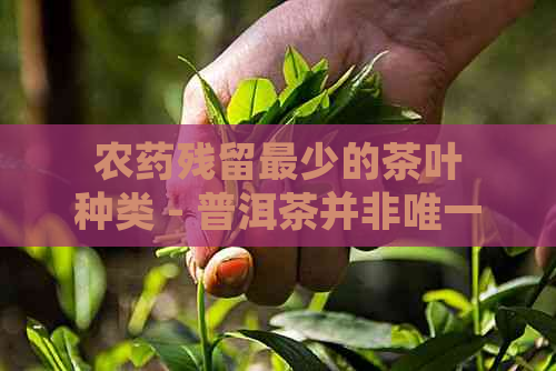 农药残留最少的茶叶种类 - 普洱茶并非唯一选择