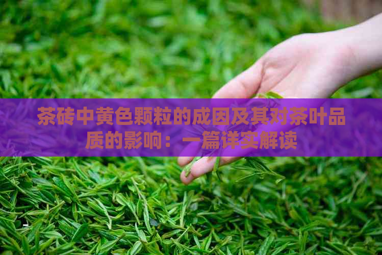 茶砖中黄色颗粒的成因及其对茶叶品质的影响：一篇详实解读