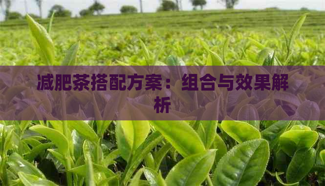 减肥茶搭配方案：组合与效果解析