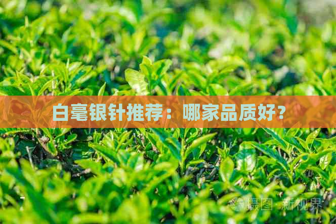 白毫银针推荐：哪家品质好？