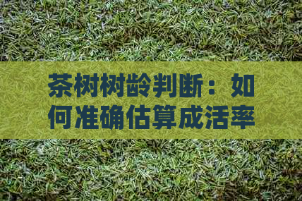 茶树树龄判断：如何准确估算成活率及大小年？