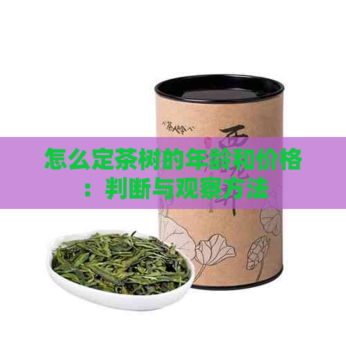 怎么定茶树的年龄和价格：判断与观察方法