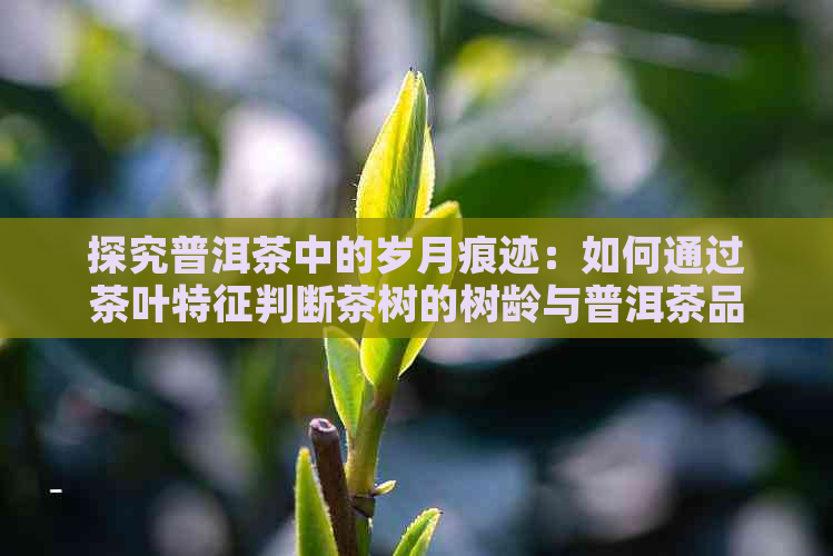 探究普洱茶中的岁月痕迹：如何通过茶叶特征判断茶树的树龄与普洱茶品质