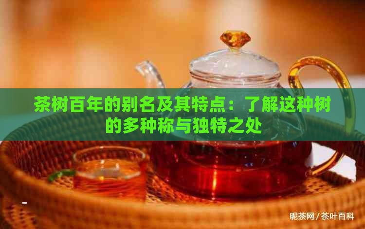 茶树百年的别名及其特点：了解这种树的多种称与独特之处