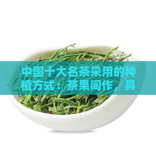 中国十大名茶采用的种植方式：茶果间作，具体包括哪些茶和果种？