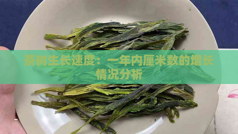 茶树生长速度：一年内厘米数的增长情况分析