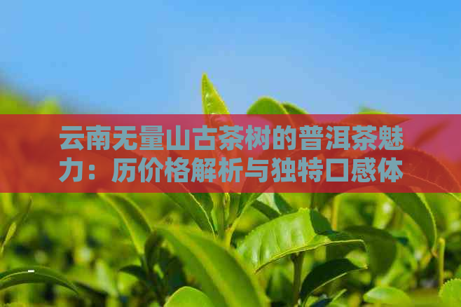 云南无量山古茶树的普洱茶魅力：历价格解析与独特口感体验