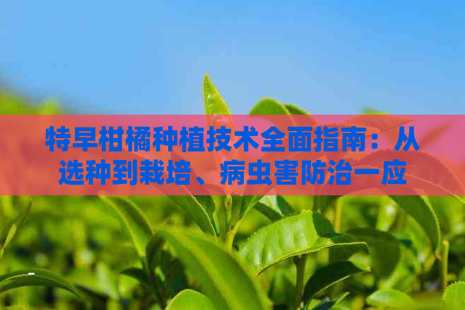 特早柑橘种植技术全面指南：从选种到栽培、病虫害防治一应俱全