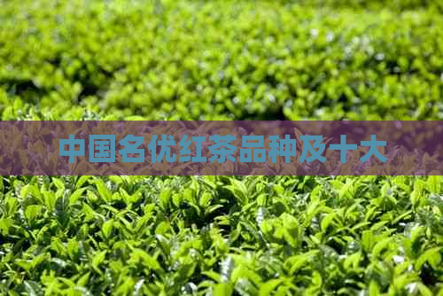 中国名优红茶品种及十大