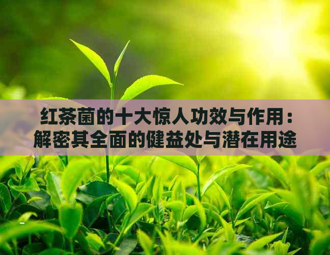 红茶菌的十大惊人功效与作用：解密其全面的健益处与潜在用途