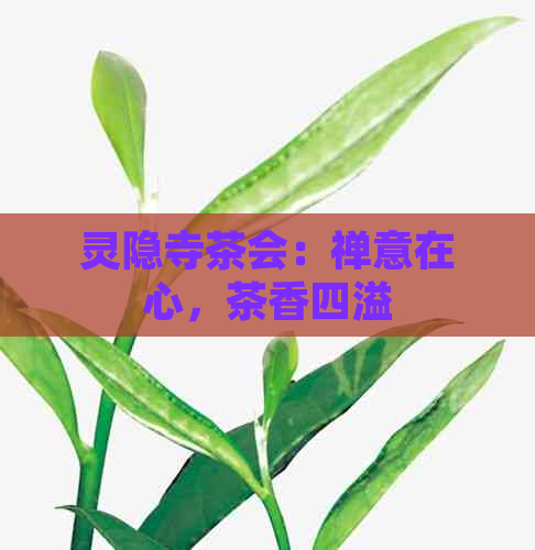 灵隐寺茶会：禅意在心，茶香四溢