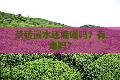 茶砖浸水还能喝吗？有吗？