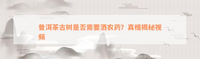 普洱茶古树是否需要洒农药？真相揭秘视频