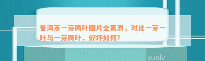 普洱茶一芽两叶图片全高清，对比一芽一叶与一芽两叶，好坏如何？