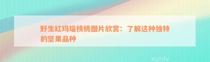 野生红玛瑙核桃图片欣赏：了解这种独特的坚果品种