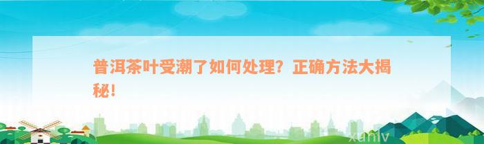 普洱茶叶受潮了如何处理？正确方法大揭秘！