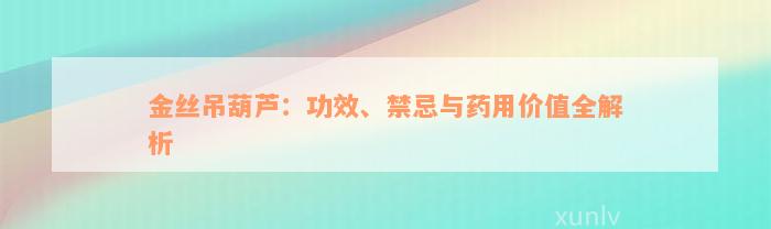 金丝吊葫芦：功效、禁忌与药用价值全解析