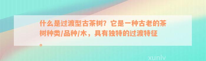 什么是过渡型古茶树？它是一种古老的茶树种类/品种/木，具有独特的过渡特征。