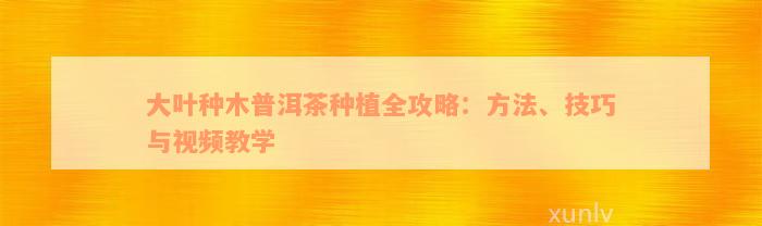 大叶种木普洱茶种植全攻略：方法、技巧与视频教学