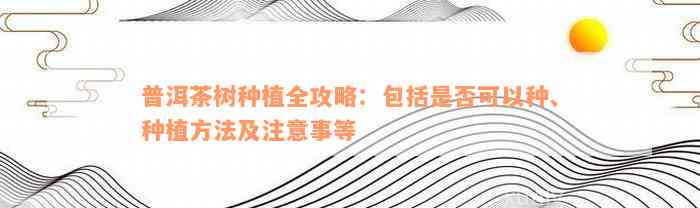 普洱茶树种植全攻略：包括是否可以种、种植方法及注意事等