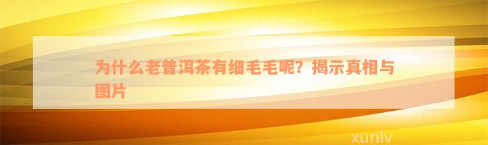 为什么老普洱茶有细毛毛呢？揭示真相与图片