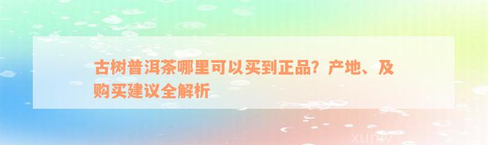 古树普洱茶哪里可以买到正品？产地、及购买建议全解析