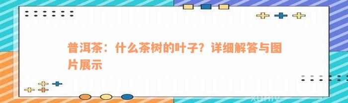 普洱茶：什么茶树的叶子？详细解答与图片展示