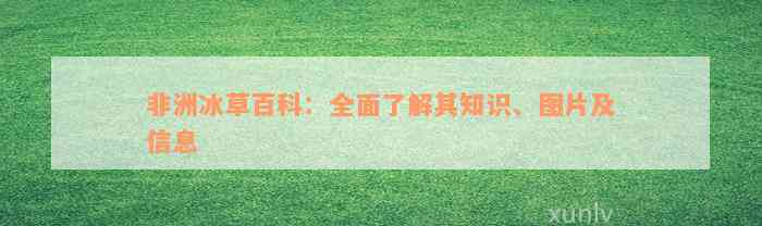 非洲冰草百科：全面了解其知识、图片及信息