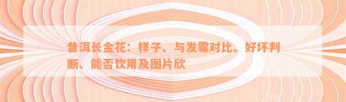 普洱长金花：样子、与发霉对比、好坏判断、能否饮用及图片欣