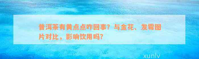 普洱茶有黄点点咋回事？与金花、发霉图片对比，影响饮用吗？