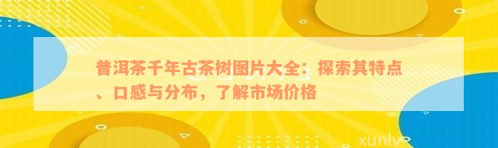 普洱茶千年古茶树图片大全：探索其特点、口感与分布，了解市场价格