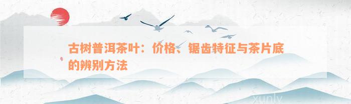 古树普洱茶叶：价格、锯齿特征与茶片底的辨别方法