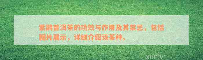 紫鹃普洱茶的功效与作用及其禁忌，包括图片展示，详细介绍该茶种。