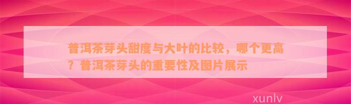 普洱茶芽头甜度与大叶的比较，哪个更高？普洱茶芽头的重要性及图片展示