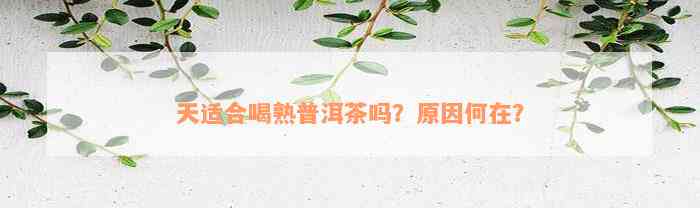 天适合喝熟普洱茶吗？原因何在？