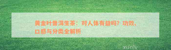 黄金叶普洱生茶：对人体有益吗？功效、口感与分类全解析