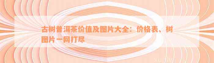 古树普洱茶价值及图片大全：价格表、树图片一网打尽