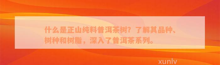 什么是正山纯料普洱茶树？了解其品种、树种和树脂，深入了普洱茶系列。