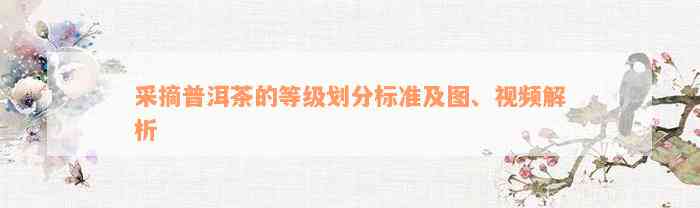 采摘普洱茶的等级划分标准及图、视频解析