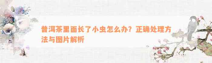 普洱茶里面长了小虫怎么办？正确处理方法与图片解析