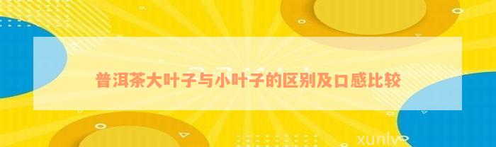 普洱茶大叶子与小叶子的区别及口感比较