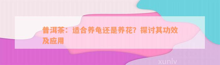 普洱茶：适合养龟还是养花？探讨其功效及应用